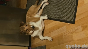 Jack Russel Mix  Ich suche ein liebevolles  Zuhause 