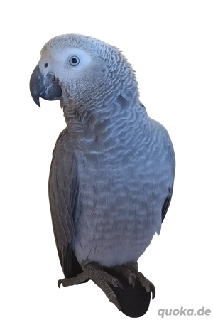Suche Graupapageien-Henne