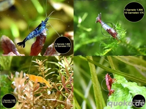 Zwerggarnelen, reinerbig, ab 0,90  (Versand  Abholung)