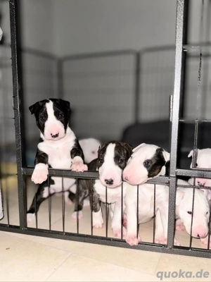 Verspielte Bullterrier-Welpen zu verkaufen!