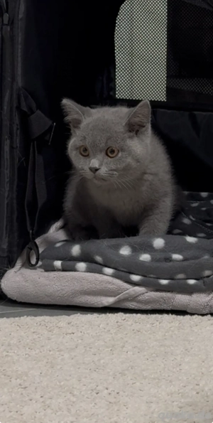 Verkaufe BKH blue Kitten dringend!!! In liebevolle Hände