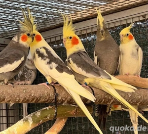 Nymphensittiche in verschiedener farben