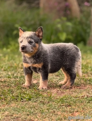 Heeler-Welpe zur Vermittlung verfügbar