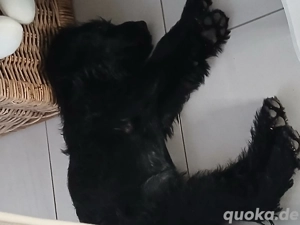 Labradoodle welpen schwarz schweren Herzens abzugeben 