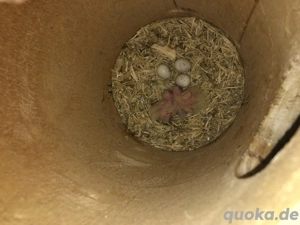 Nymphensittich-Babys