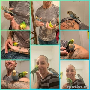 Handzahme Wellensittiche gesund und mit Familienanschluß