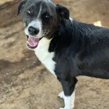 Sunny Toni ca. 52 cm   leidet im Shelter