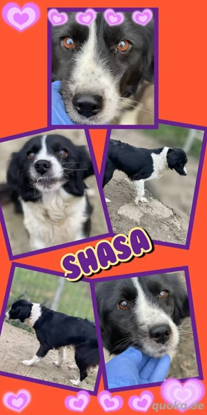 lebhafte, liebe, wunderschöne Hündin "Shasa" ist auf der Suche nach ihren Menschen