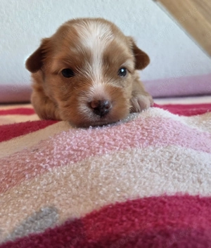 Reinrassige yorkshire terrier golddust rüden 