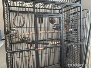 Graupapagei Hahn in liebe Hände abzugeben