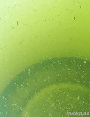 Coppopoden Brachionus Aufzuchtfutter Zooplakton Meerwasser 