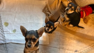Chihuahua welpen