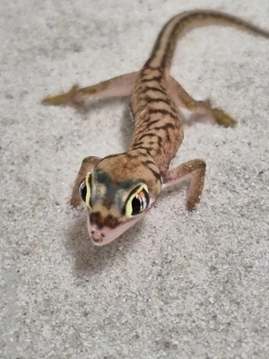 Pachydactylus rangei 1.1, Namibgecko, Palmato Gecko