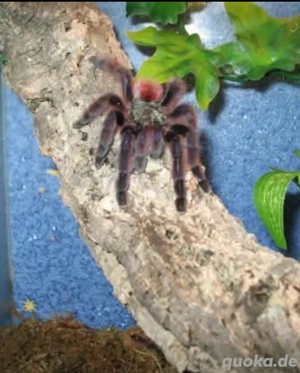 Suche verschiedene Vogelspinnen 