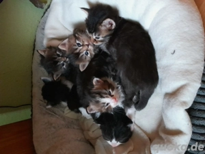 Norwegische Waldkatzen, Kitten