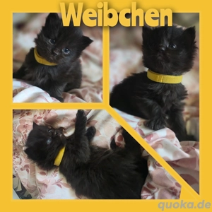 Maine-coon reinrassige 