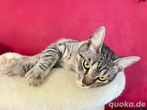 Grauer Tiger Kater Gimli sucht seine Menschen