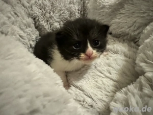 britische Kurzhaar kitten 