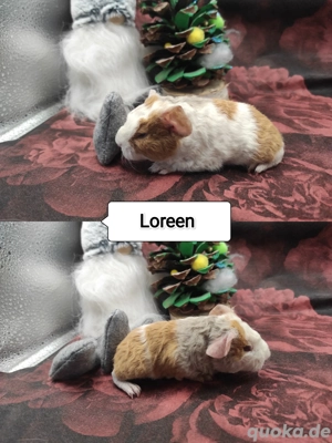 schöne Meerschweinchen Mädchen, CH und US Teddys