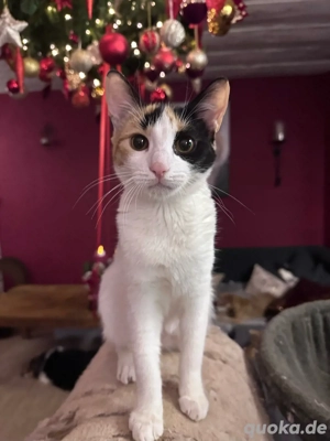 Glückskatze Tara sucht ihre Menschen Bild 4