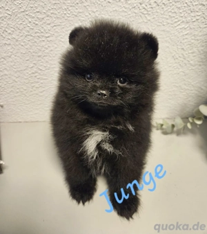 zwergspitz pom Welpen 