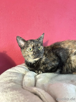 Schildpatt Katze Tarta sucht ihre Menschen Bild 5