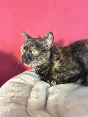 Schildpatt Katze Tarta sucht ihre Menschen Bild 4