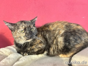 Schildpatt Katze Tarta sucht ihre Menschen Bild 3