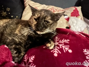 Schildpatt Katze Tarta sucht ihre Menschen Bild 2