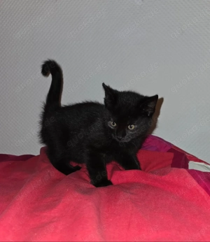 Kater 12 Wochen alt in gute Hände abzugeben 