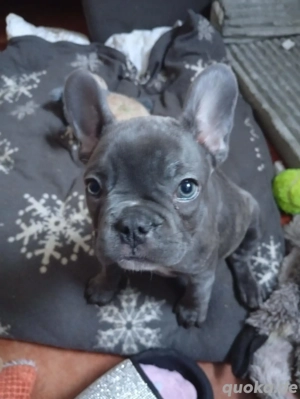 Französischen Bulldogg