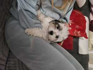 Süße Hundewelpen abzugeben- liebevoll aufgezogen.