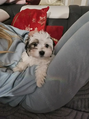 Süße Hundewelpen abzugeben- liebevoll aufgezogen.