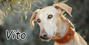 Möchtest du Vito zeigen, dass sein Weg nicht im Tierheim endet, sondern in einem liebevollen Zuhause