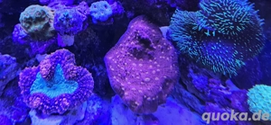 Großer Chalice Ableger 