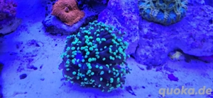 Euphyllia Paraancora 