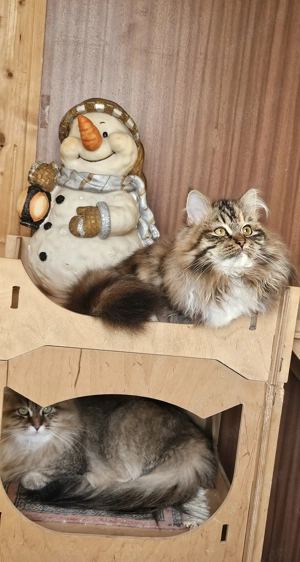 Sibirische Katze mit Stammbaum 