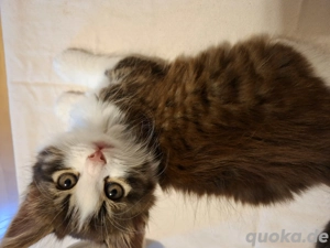 Wundervolle Kätzchen 