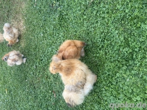 Zu verschenken in gute hände