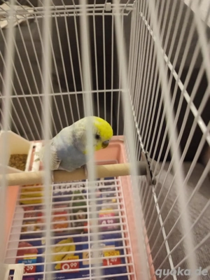 Wellensittich Weiblicher