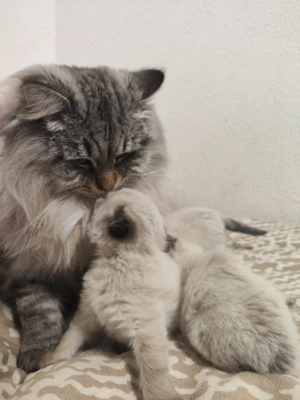  Reservierung für Kätzchen aus einem wunderbaren Paar Neva-Masquerade-Katzen 