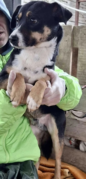  Franjo   treuherziger Schmuser mit feinem Wesen  Bild 4