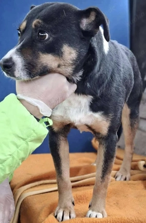  Franjo   treuherziger Schmuser mit feinem Wesen  Bild 3