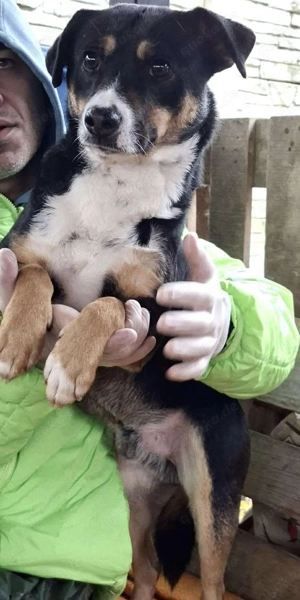  Franjo   treuherziger Schmuser mit feinem Wesen  Bild 8