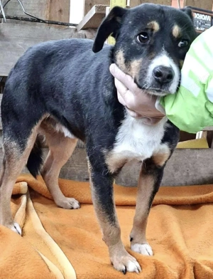  Franjo   treuherziger Schmuser mit feinem Wesen  Bild 10