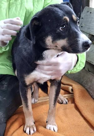  Franjo   treuherziger Schmuser mit feinem Wesen  Bild 7