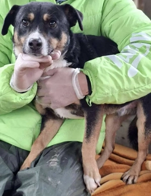  Franjo   treuherziger Schmuser mit feinem Wesen  Bild 5