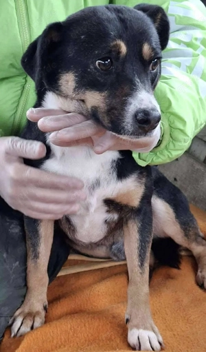  Franjo   treuherziger Schmuser mit feinem Wesen  Bild 11