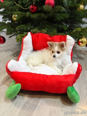 Einzigartiger Zwergspitzwelpe sucht sein Zuhause