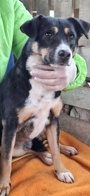  Franjo   treuherziger Schmuser mit feinem Wesen  Bild 12